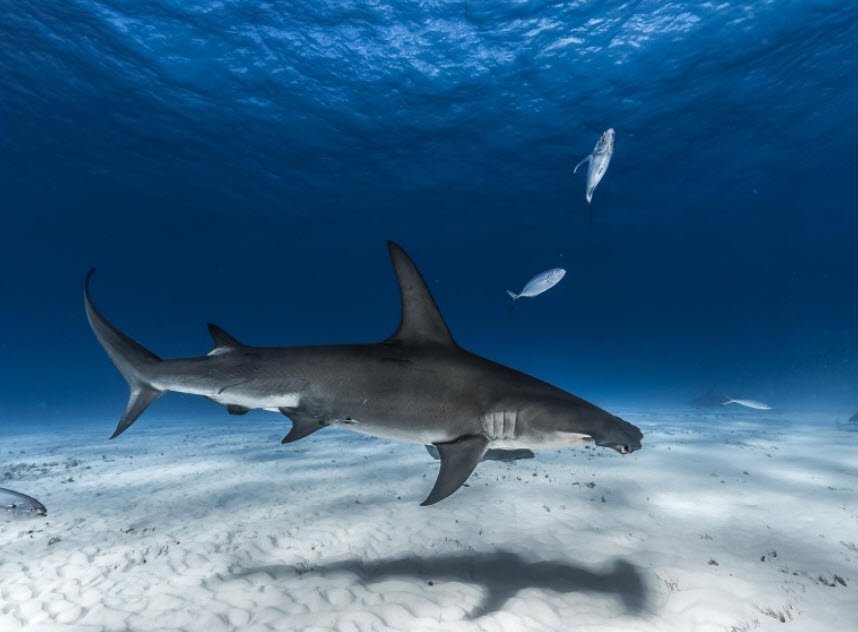 Shark Lab (Bimini Biological Field Station), South Bimini Island, Bahamas