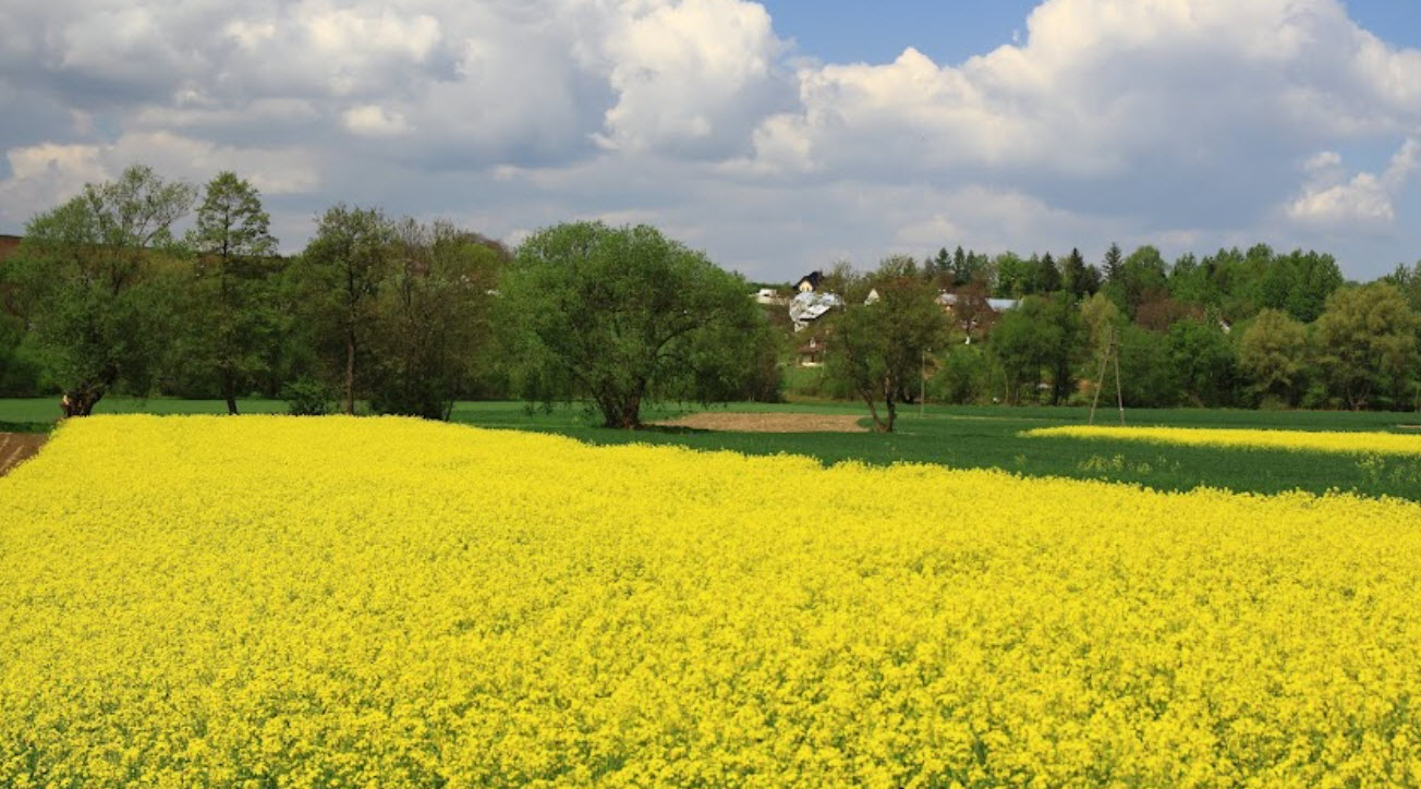 Węgierka, Poland