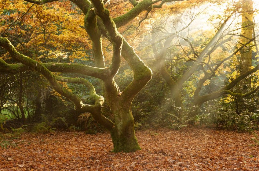 Westonbirt, The National Arboretum, United Kingdom