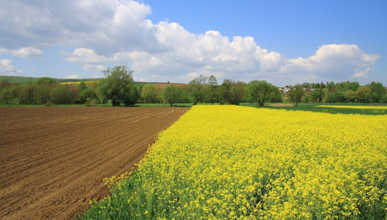 Węgierka, Poland