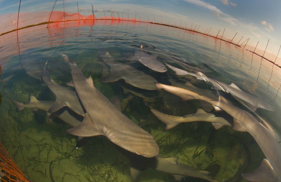Shark Lab (Bimini Biological Field Station), South Bimini Island, Bahamas