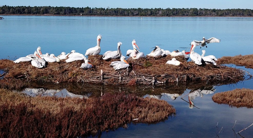 Divjakë , , Albania