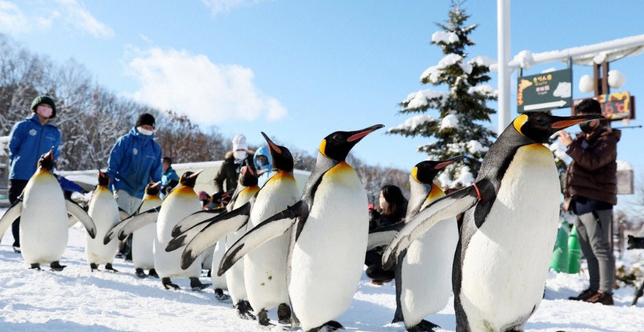 Asahiyama Zoo , Japan