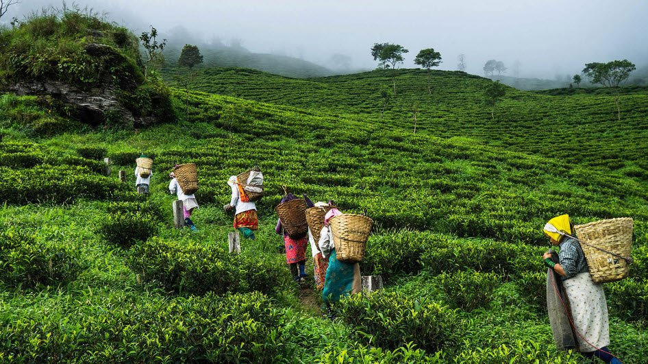 Nagaon, Assam, India