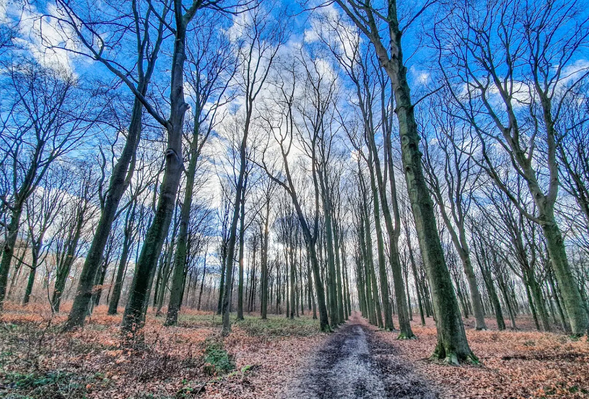 Troostembergbos, Belgium