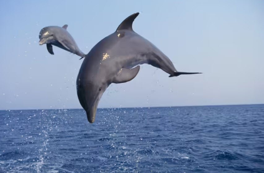 Satpada, Odisha, India