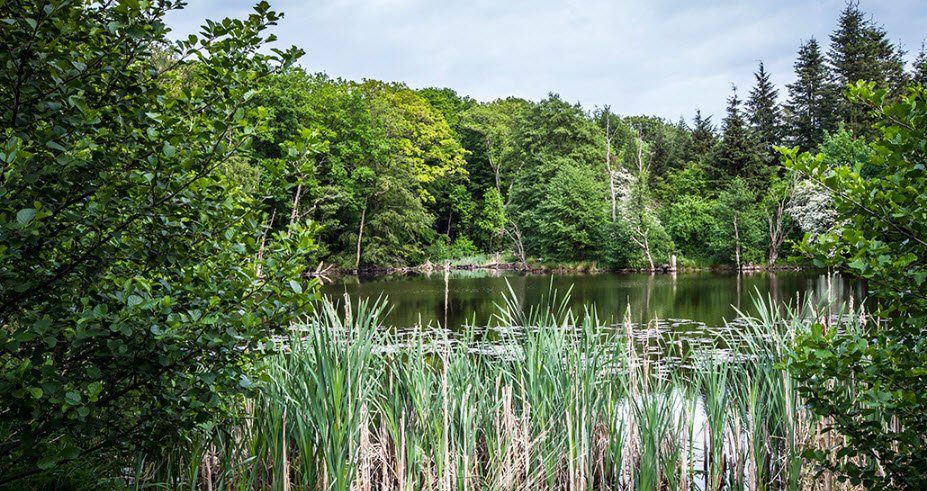 Arboretum, Denmark