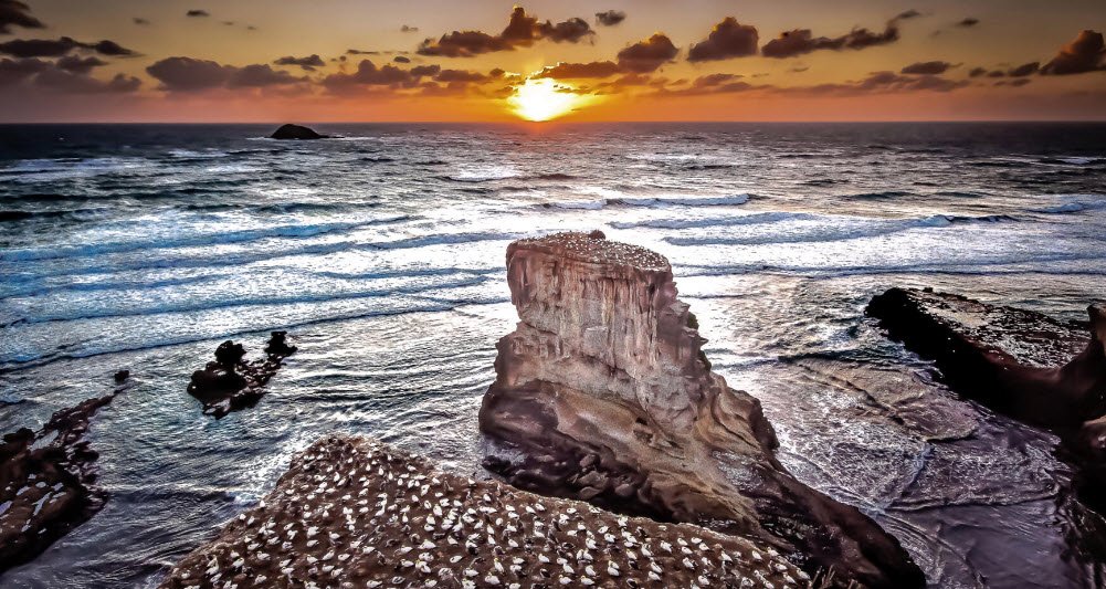 Muriwai , , New Zealand