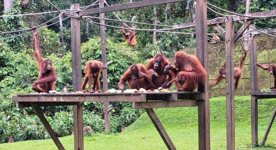 Sepilok Orangutan Rehabilitation Centre, Sandakan, Sabah, Malaysia