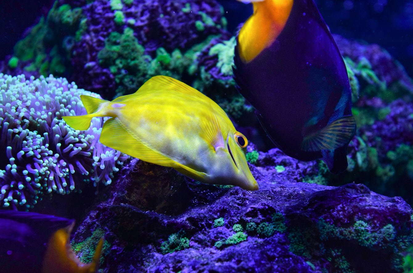 Explore Aquarium - Fabplaces.com