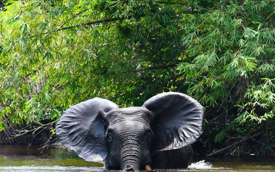 Conkouati-Douli National Park, Kouilou Region (West Congo), DR Congo