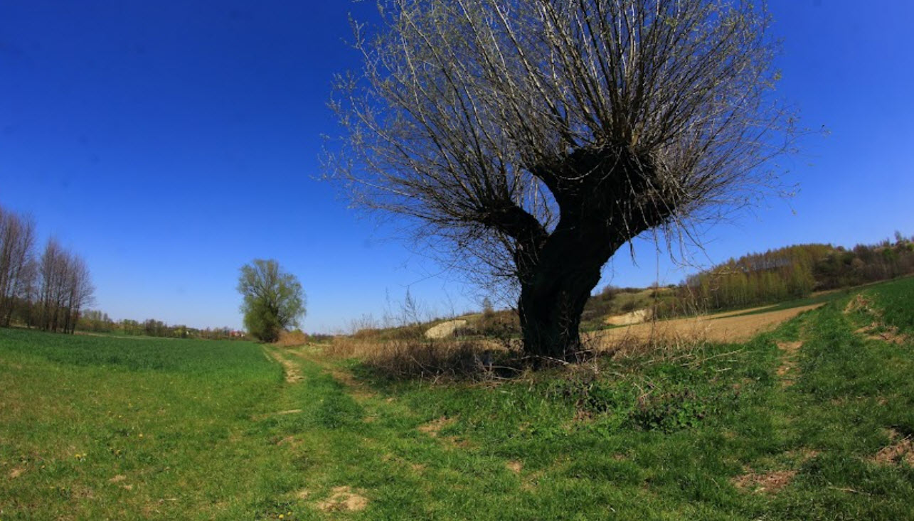 Węgierka, Poland