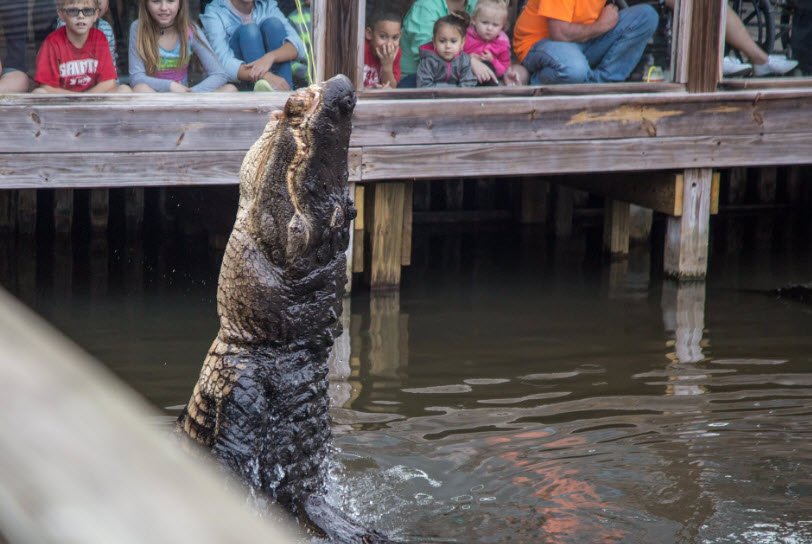 Gatorland, United States