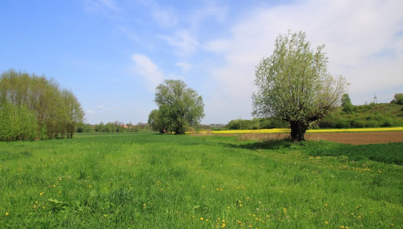 Węgierka, Poland